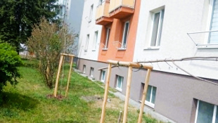 Prerezané mladé stromy / Ševčenkova ulica