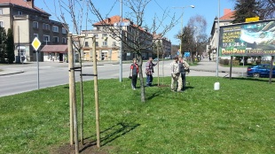 Výsadba stromov - park na Sídlisku l