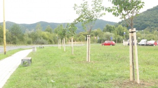 Výsadba stromov na Sídlisku pod Sokolejom