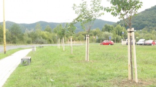 Výsadba stromov na Sídlisku pod Sokolejom